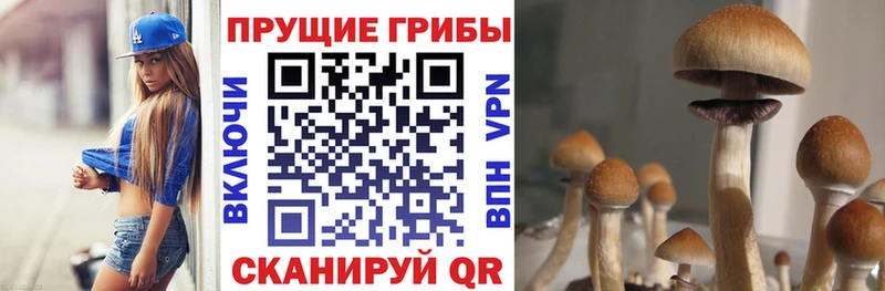 Псилоцибиновые грибы Psilocybe  Чкаловск 